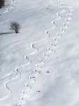 Traces